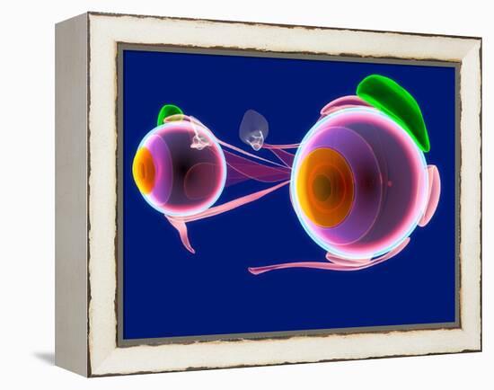 Human Eye Anatomy, Artwork-Roger Harris-Framed Premier Image Canvas