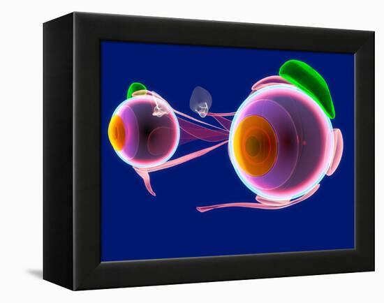 Human Eye Anatomy, Artwork-Roger Harris-Framed Premier Image Canvas