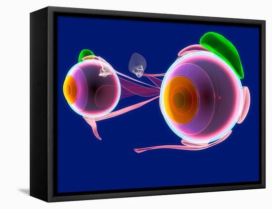 Human Eye Anatomy, Artwork-Roger Harris-Framed Premier Image Canvas