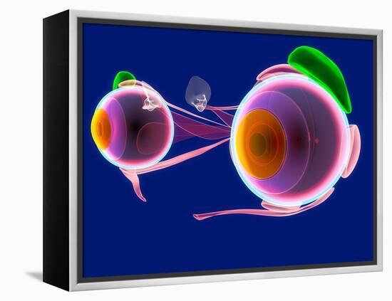 Human Eye Anatomy, Artwork-Roger Harris-Framed Premier Image Canvas