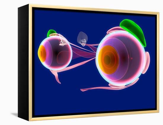 Human Eye Anatomy, Artwork-Roger Harris-Framed Premier Image Canvas