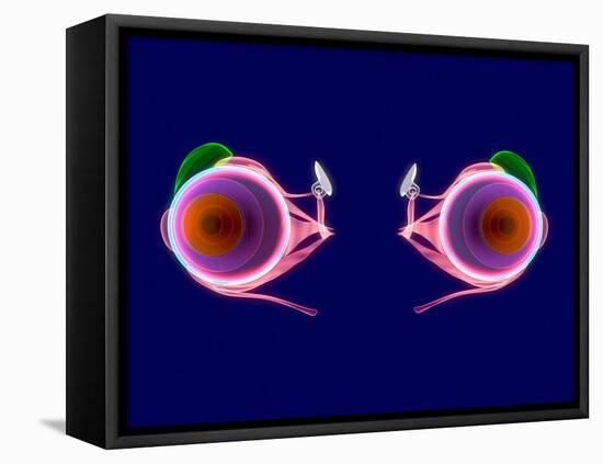 Human Eye Anatomy, Artwork-Roger Harris-Framed Premier Image Canvas