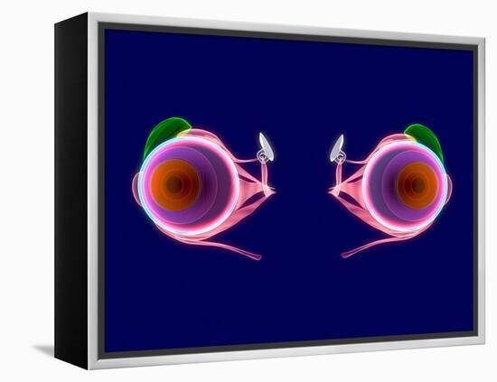 Human Eye Anatomy, Artwork-Roger Harris-Framed Premier Image Canvas