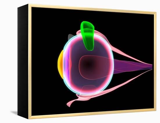 Human Eye Anatomy, Artwork-Roger Harris-Framed Premier Image Canvas