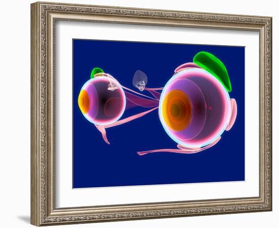 Human Eye Anatomy, Artwork-Roger Harris-Framed Photographic Print