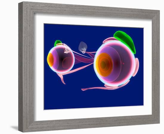 Human Eye Anatomy, Artwork-Roger Harris-Framed Photographic Print