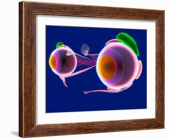 Human Eye Anatomy, Artwork-Roger Harris-Framed Photographic Print