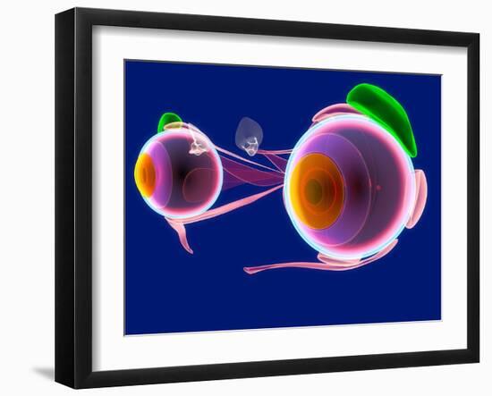 Human Eye Anatomy, Artwork-Roger Harris-Framed Photographic Print