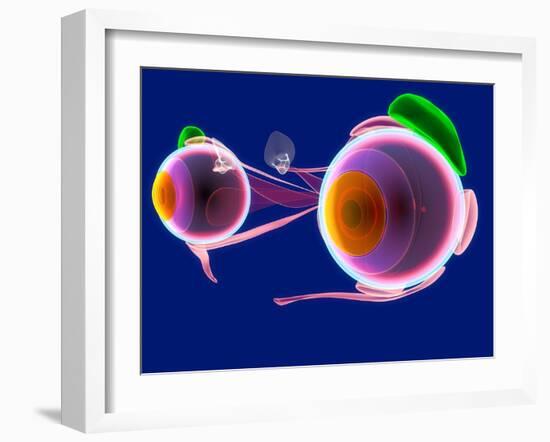 Human Eye Anatomy, Artwork-Roger Harris-Framed Photographic Print