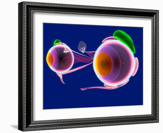 Human Eye Anatomy, Artwork-Roger Harris-Framed Photographic Print