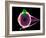 Human Eye Anatomy, Artwork-Roger Harris-Framed Photographic Print