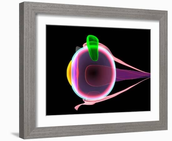 Human Eye Anatomy, Artwork-Roger Harris-Framed Photographic Print