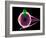 Human Eye Anatomy, Artwork-Roger Harris-Framed Photographic Print