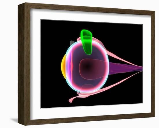 Human Eye Anatomy, Artwork-Roger Harris-Framed Photographic Print