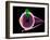 Human Eye Anatomy, Artwork-Roger Harris-Framed Photographic Print