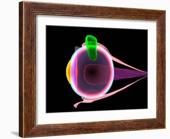 Human Eye Anatomy, Artwork-Roger Harris-Framed Photographic Print