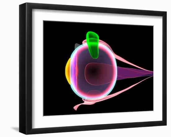 Human Eye Anatomy, Artwork-Roger Harris-Framed Photographic Print