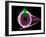 Human Eye Anatomy, Artwork-Roger Harris-Framed Photographic Print