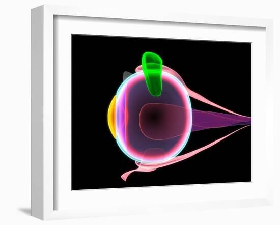 Human Eye Anatomy, Artwork-Roger Harris-Framed Photographic Print