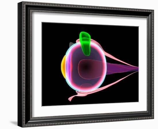 Human Eye Anatomy, Artwork-Roger Harris-Framed Photographic Print