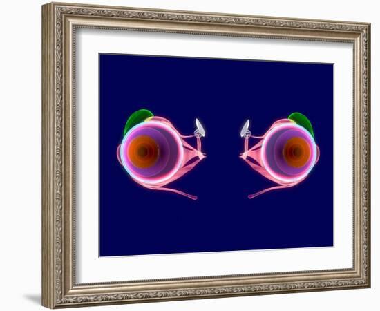 Human Eye Anatomy, Artwork-Roger Harris-Framed Photographic Print