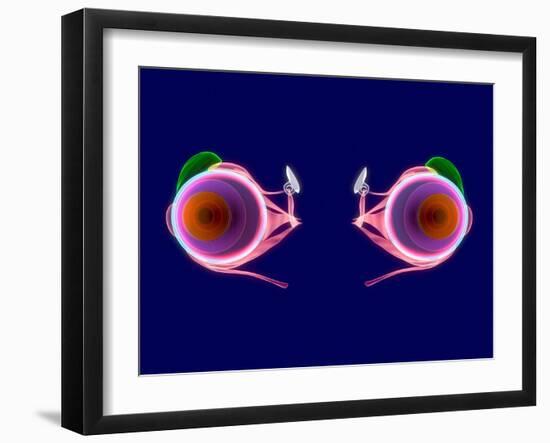 Human Eye Anatomy, Artwork-Roger Harris-Framed Photographic Print