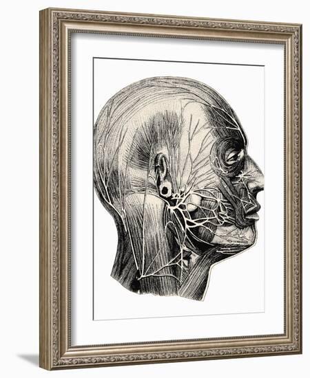 Human Facial Muscles-Mehau Kulyk-Framed Photographic Print