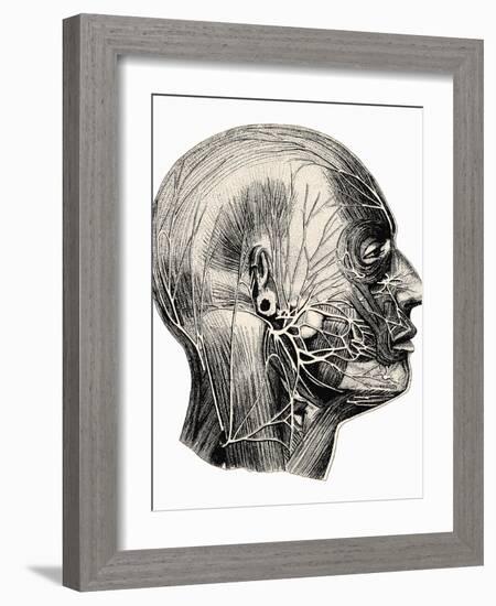 Human Facial Muscles-Mehau Kulyk-Framed Photographic Print