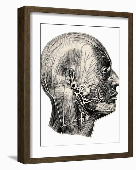 Human Facial Muscles-Mehau Kulyk-Framed Photographic Print