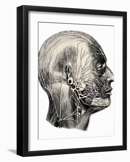 Human Facial Muscles-Mehau Kulyk-Framed Photographic Print