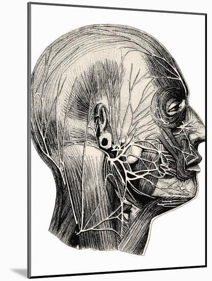 Human Facial Muscles-Mehau Kulyk-Mounted Photographic Print