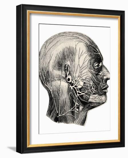 Human Facial Muscles-Mehau Kulyk-Framed Photographic Print