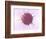 Human Fertilisation, Artwork-David Mack-Framed Premium Photographic Print