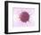 Human Fertilisation, Artwork-David Mack-Framed Premium Photographic Print