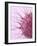 Human Fertilisation, Artwork-David Mack-Framed Photographic Print