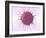 Human Fertilisation, Artwork-David Mack-Framed Photographic Print