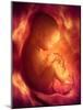 Human Foetus In the Womb, Artwork-Jellyfish Pictures-Mounted Photographic Print