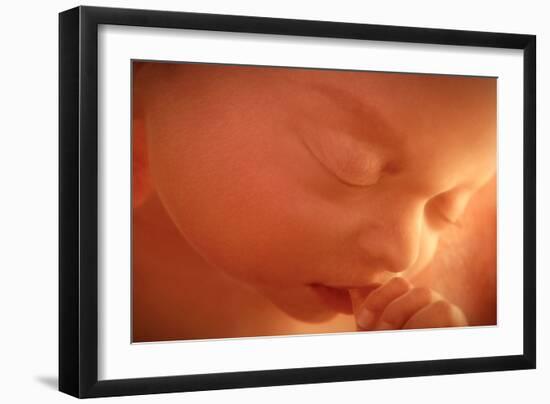 Human Foetus Sucking Its Thumb, Artwork-Jellyfish Pictures-Framed Photographic Print