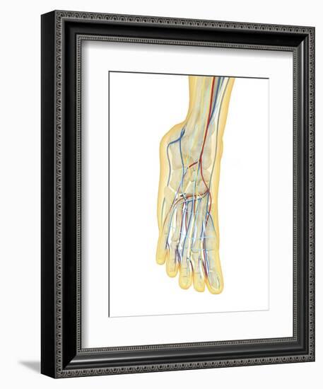 Human Foot with Nervous System, Lymphatic System and Circulatory System-Stocktrek Images-Framed Premium Giclee Print