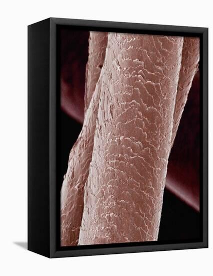 Human Hair-Micro Discovery-Framed Premier Image Canvas