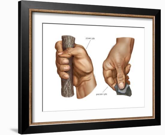 Human Hand Grips. Evolution-Encyclopaedia Britannica-Framed Art Print