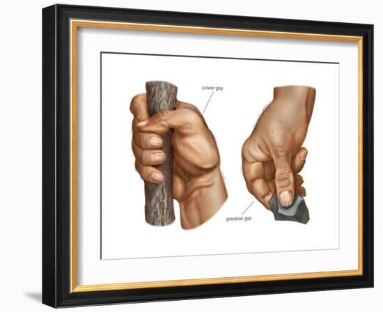 Human Hand Grips. Evolution-Encyclopaedia Britannica-Framed Art Print