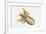 Human Head Louse (Pediculus Humanus Capitis), Pediculidae. Artwork by Bridgette James-null-Framed Giclee Print