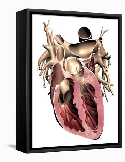 Human Heart, Anatomical Artwork-PASIEKA-Framed Premier Image Canvas