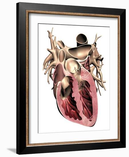 Human Heart, Anatomical Artwork-PASIEKA-Framed Photographic Print