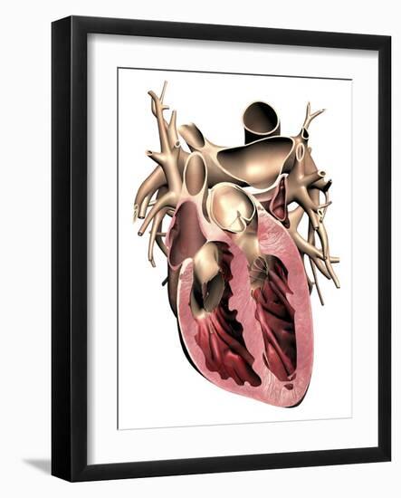 Human Heart, Anatomical Artwork-PASIEKA-Framed Photographic Print