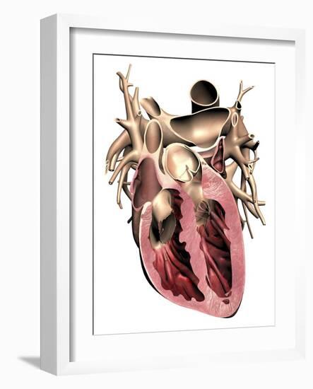 Human Heart, Anatomical Artwork-PASIEKA-Framed Photographic Print