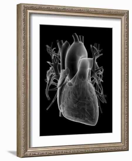 Human Heart, Anatomical Artwork-PASIEKA-Framed Photographic Print