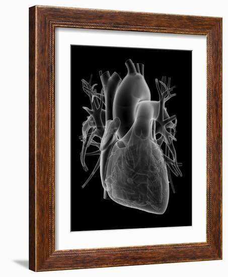 Human Heart, Anatomical Artwork-PASIEKA-Framed Photographic Print