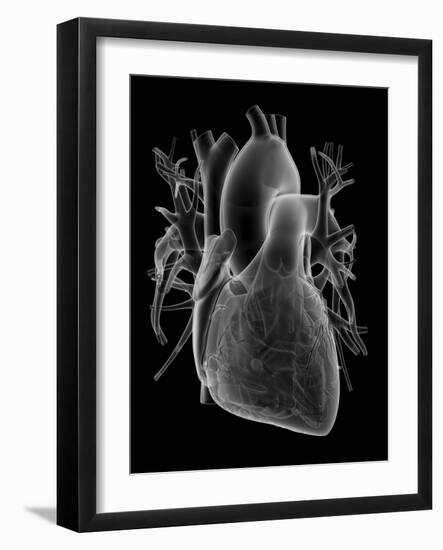 Human Heart, Anatomical Artwork-PASIEKA-Framed Photographic Print